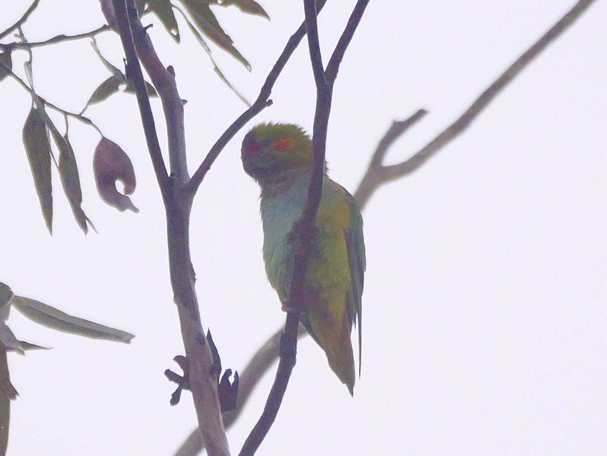 Purple-crowned Lorikeet - ML642202379