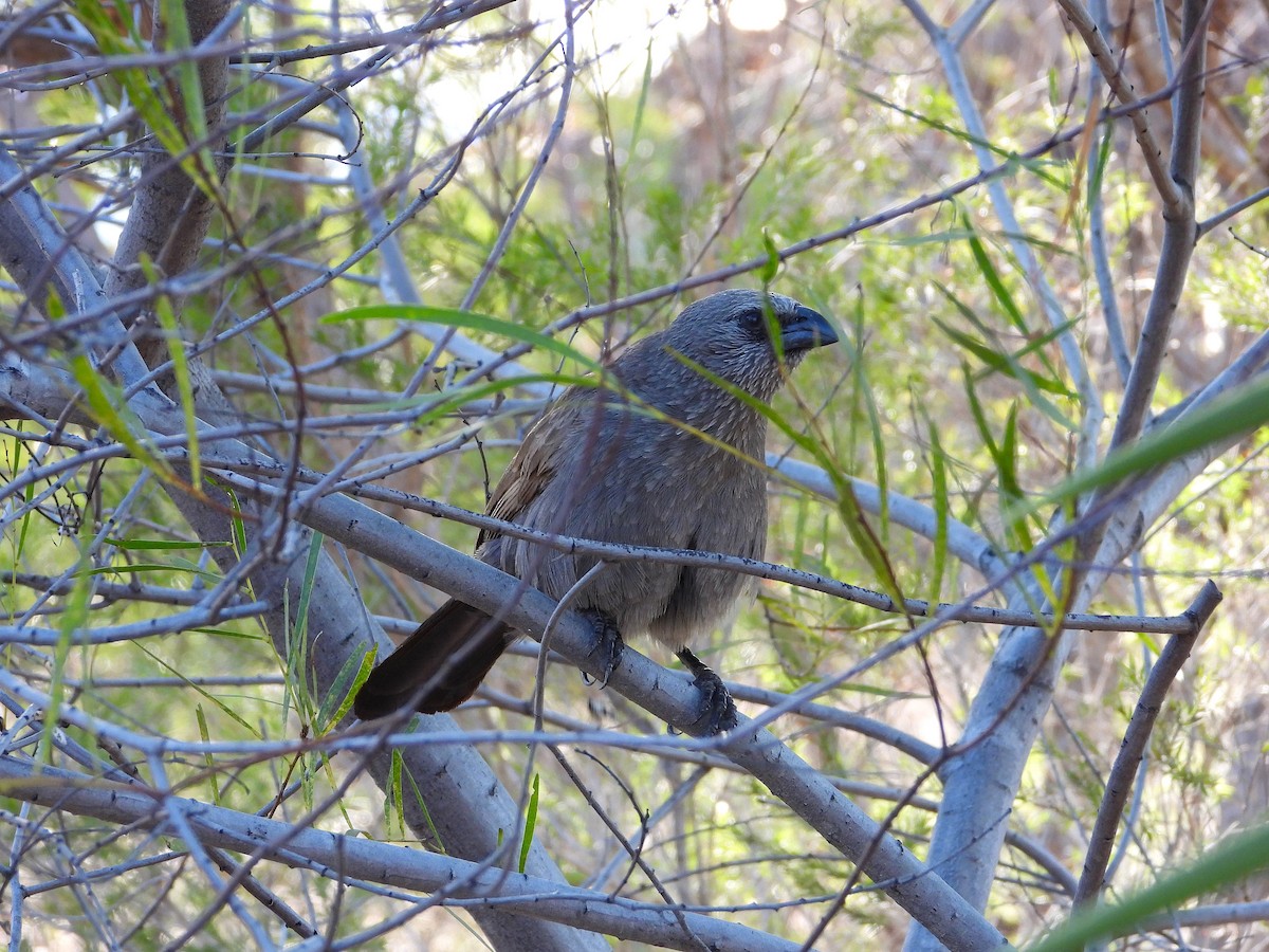 Apostlebird - ML642202384