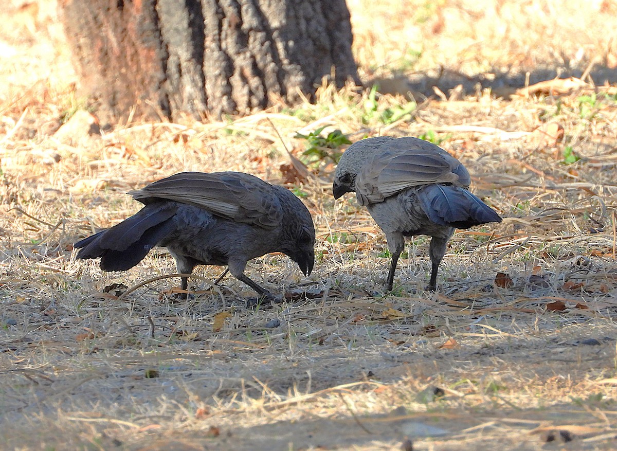 Apostlebird - ML642202386