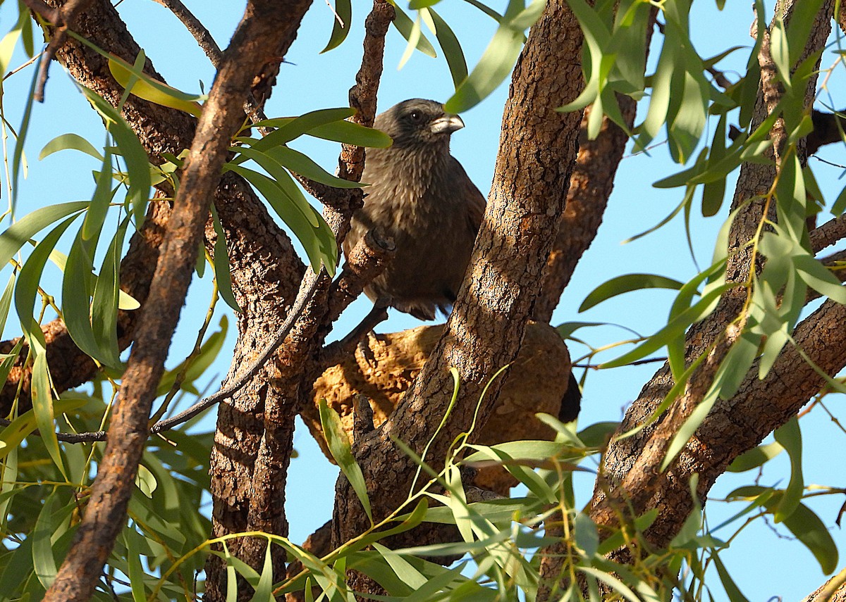 Apostlebird - ML642202390