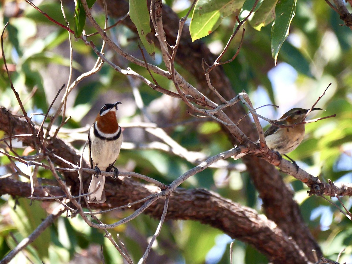 Western Spinebill - ML642202423
