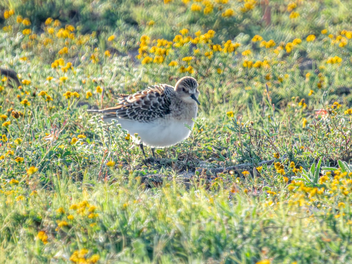 gulbrystsnipe - ML642202432