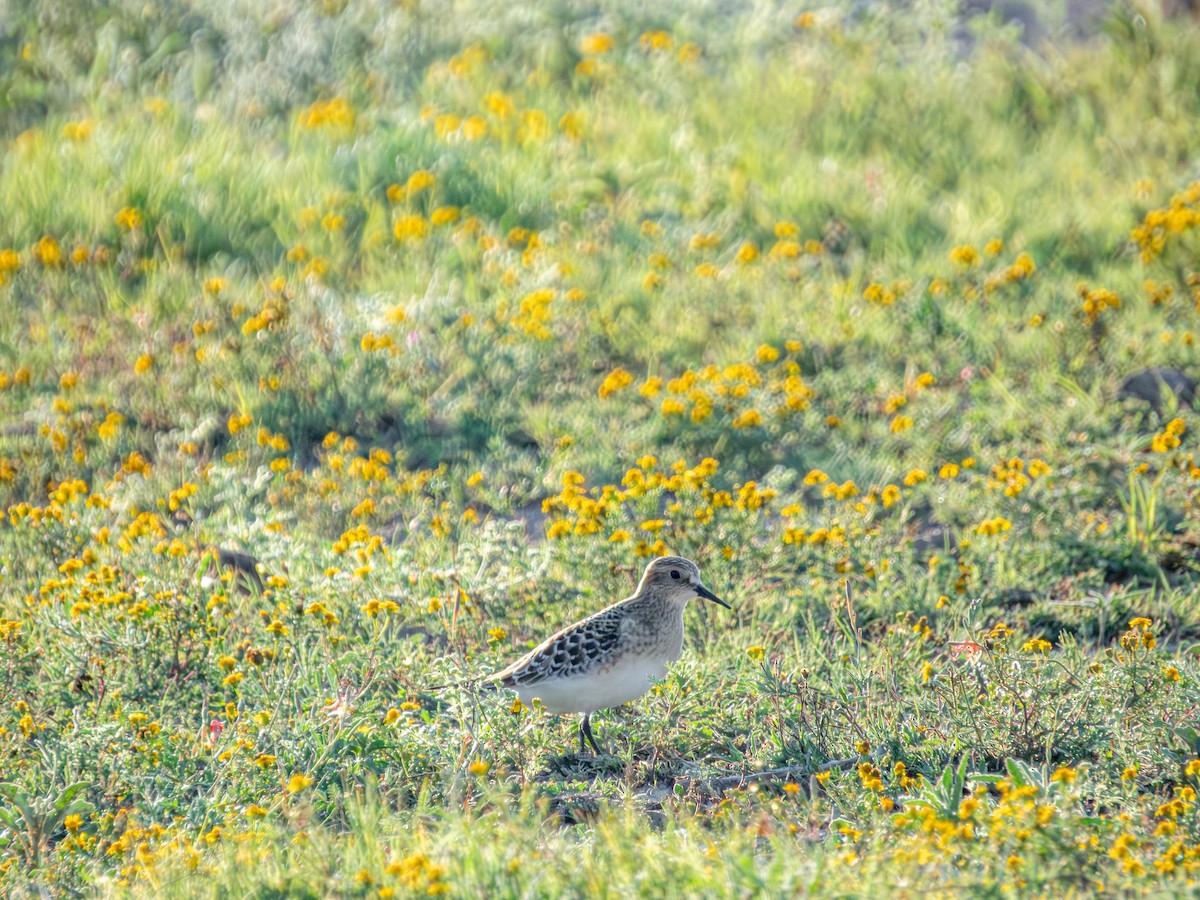 gulbrystsnipe - ML642202434