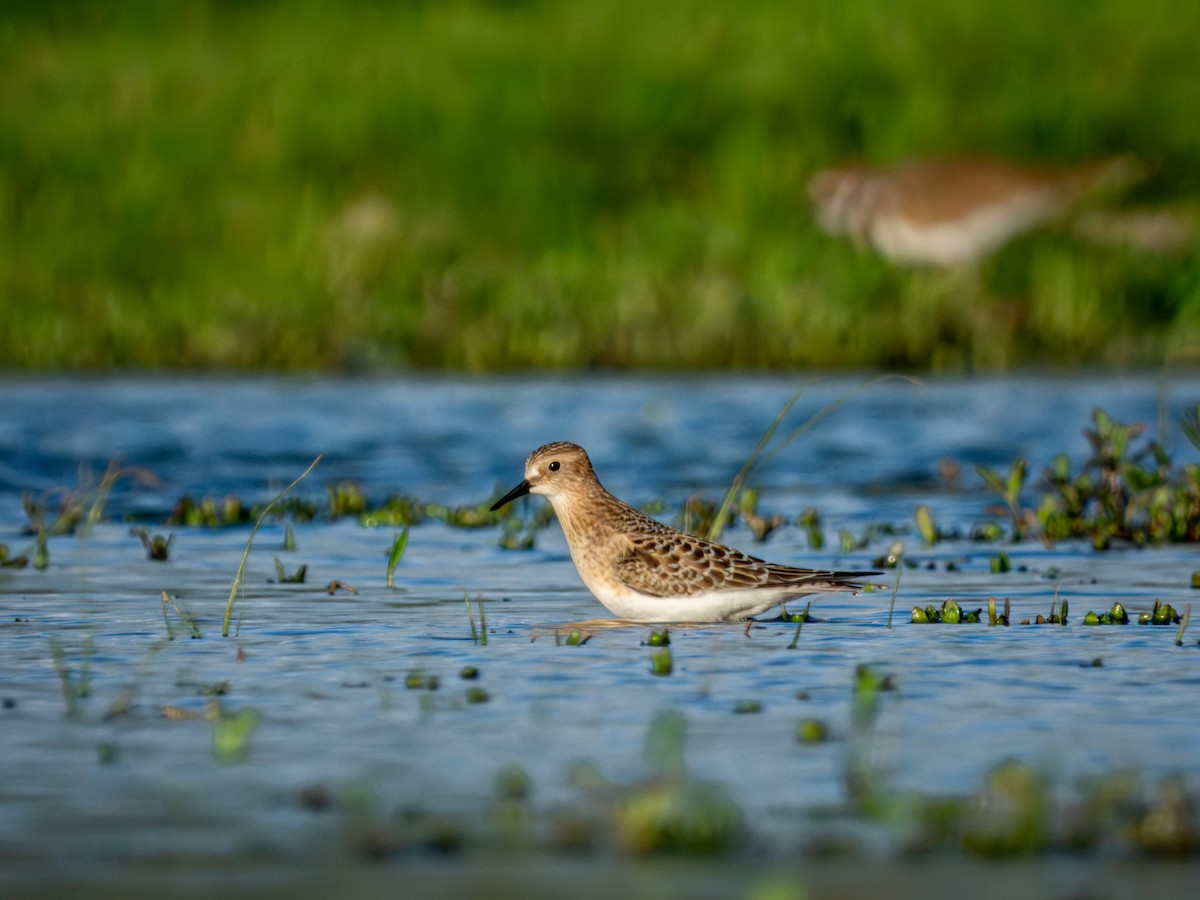 gulbrystsnipe - ML642202441