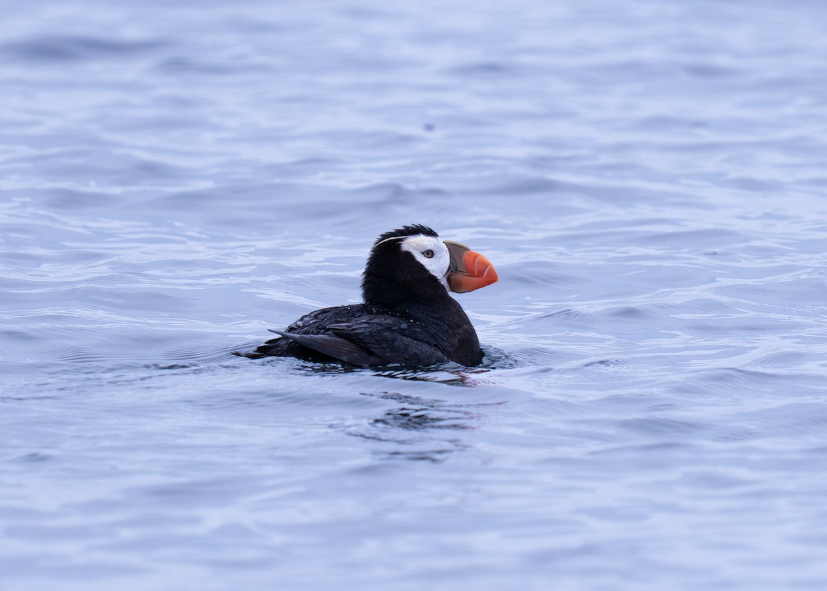 Tufted Puffin - ML642202444
