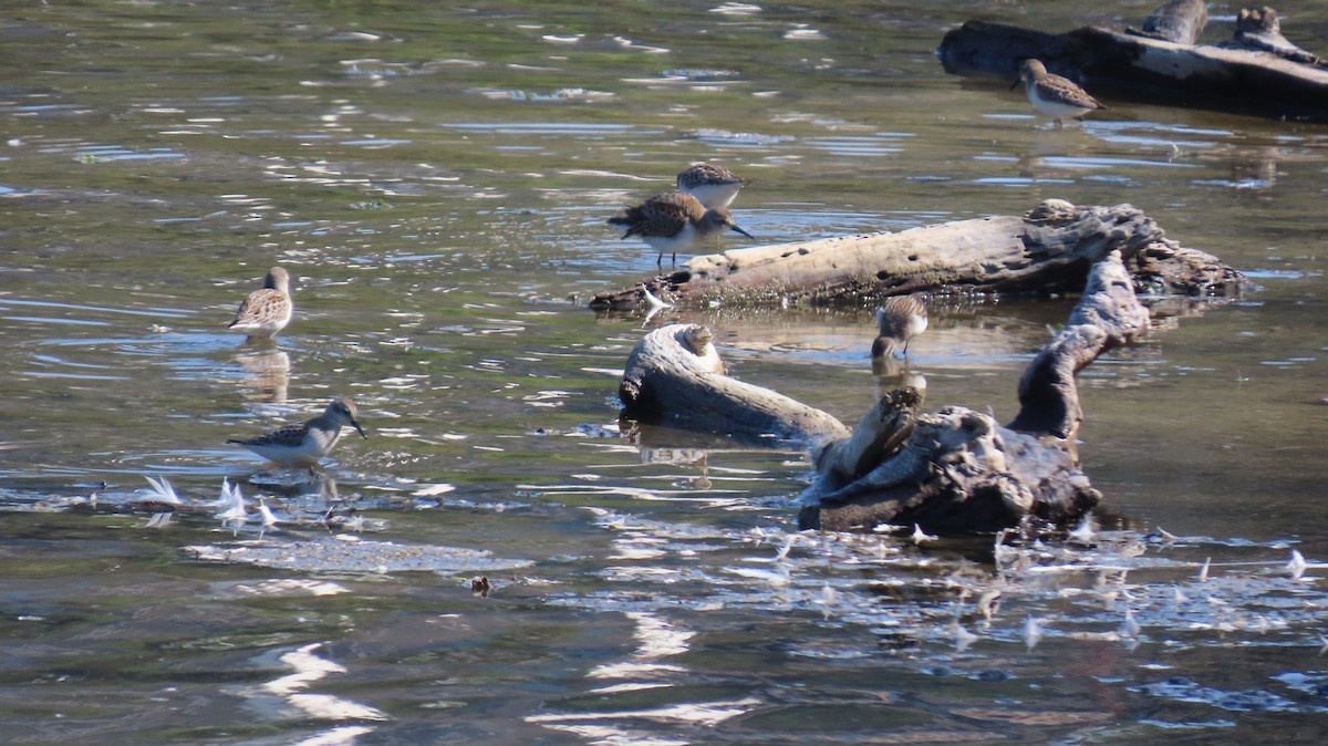 beringsnipe - ML642202445