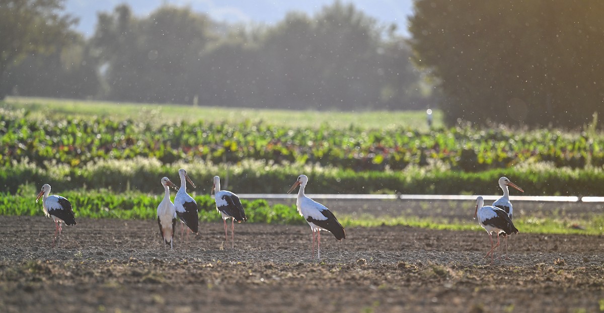 stork - ML642202468