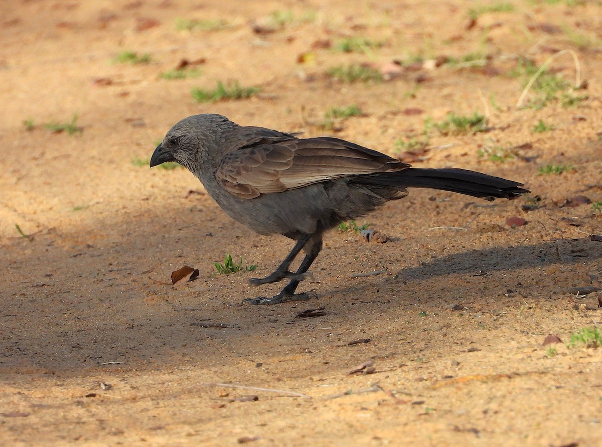 Apostlebird - ML642202475