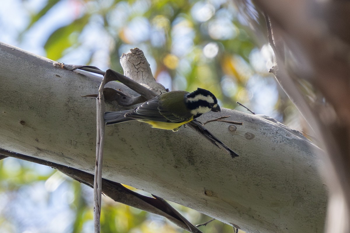 Eastern Shrike-tit - ML642202504