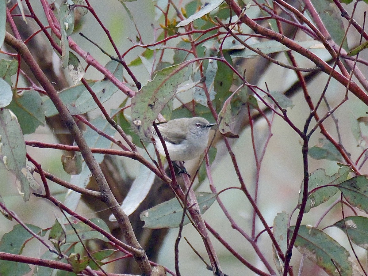 Western Gerygone - ML642202555