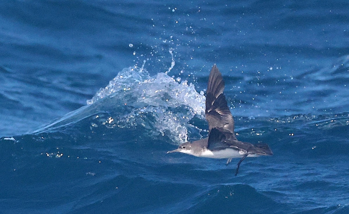 Hutton's Shearwater - ML642202556