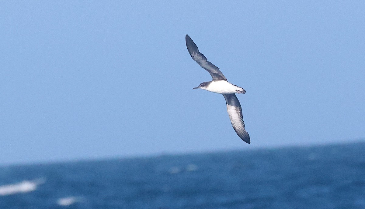Hutton's Shearwater - ML642202557