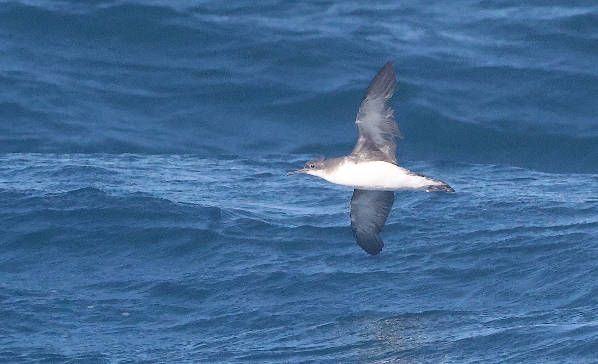 Hutton's Shearwater - ML642202558