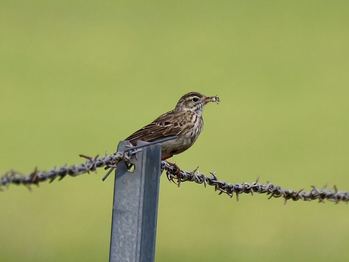Australian Pipit - ML642202577
