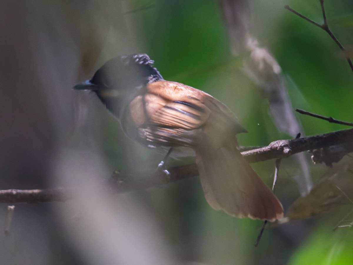 Blyth's Paradise-Flycatcher - ML642202605