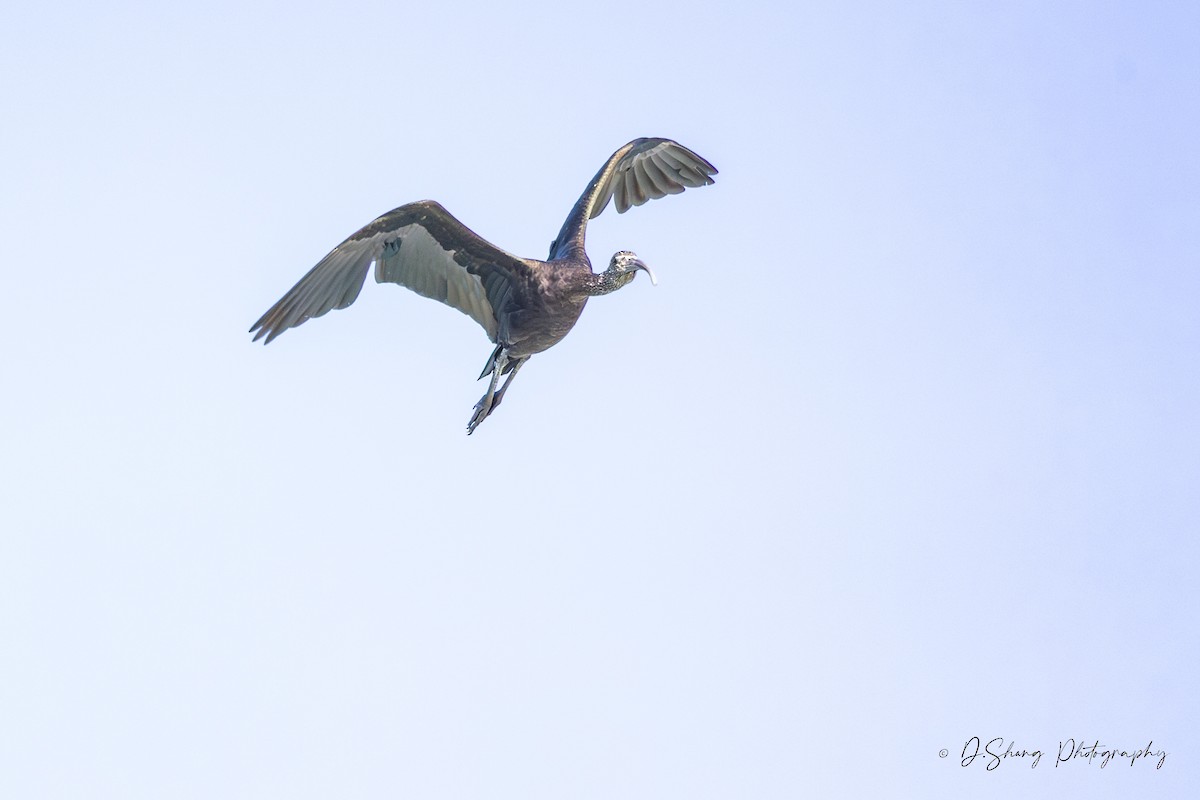 Ibis falcinelle - ML642202610