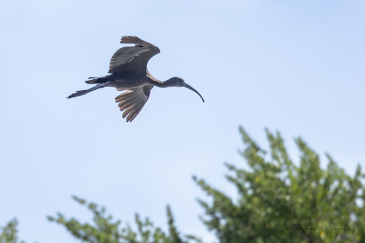 Ibis falcinelle - ML642202611