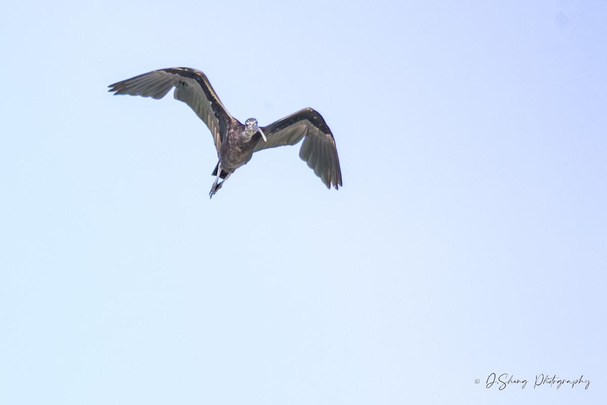 Ibis falcinelle - ML642202612