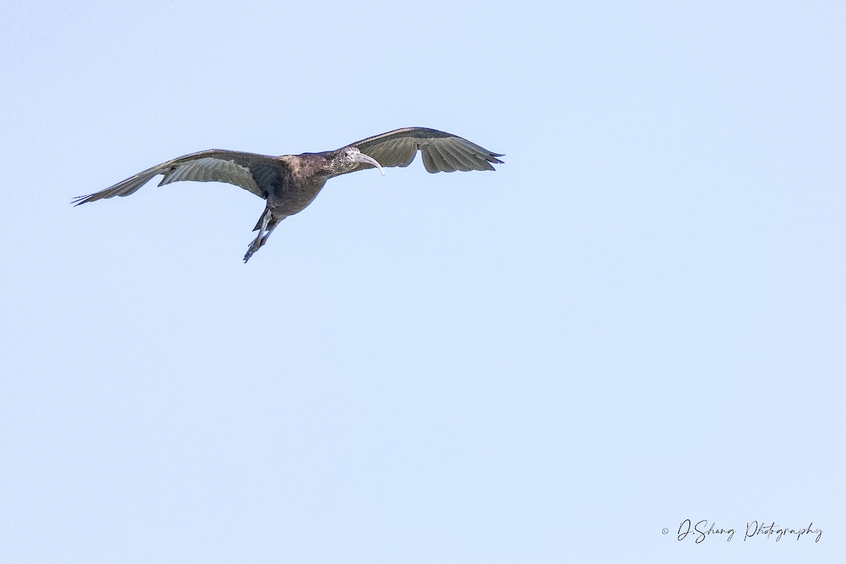 Ibis falcinelle - ML642202613