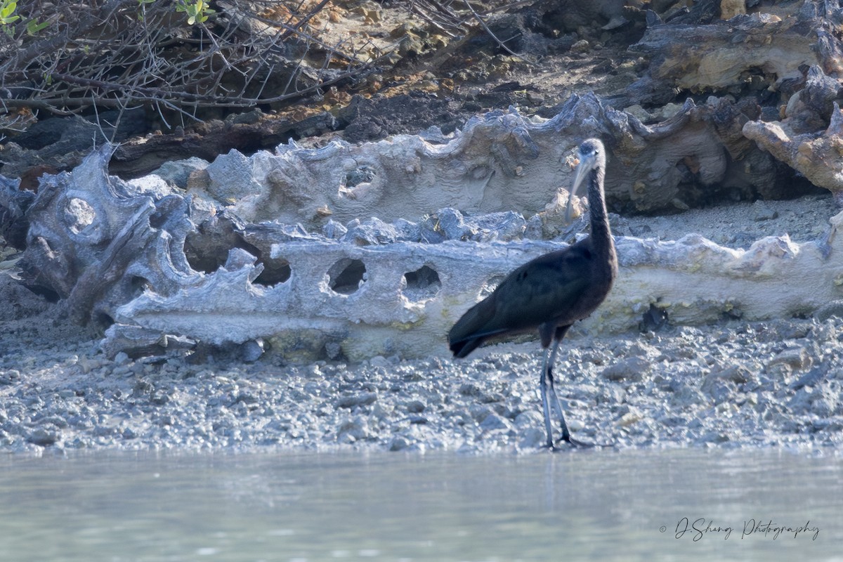 Ibis falcinelle - ML642202614