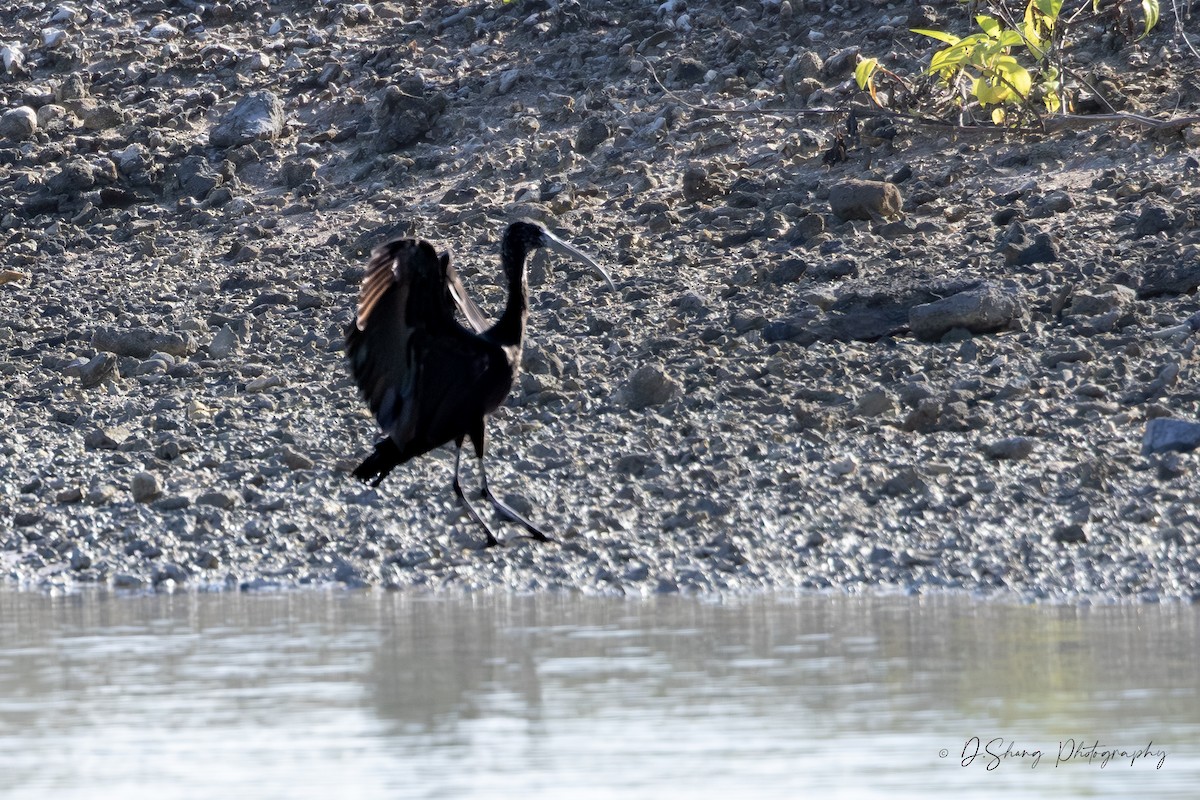 Ibis falcinelle - ML642202615