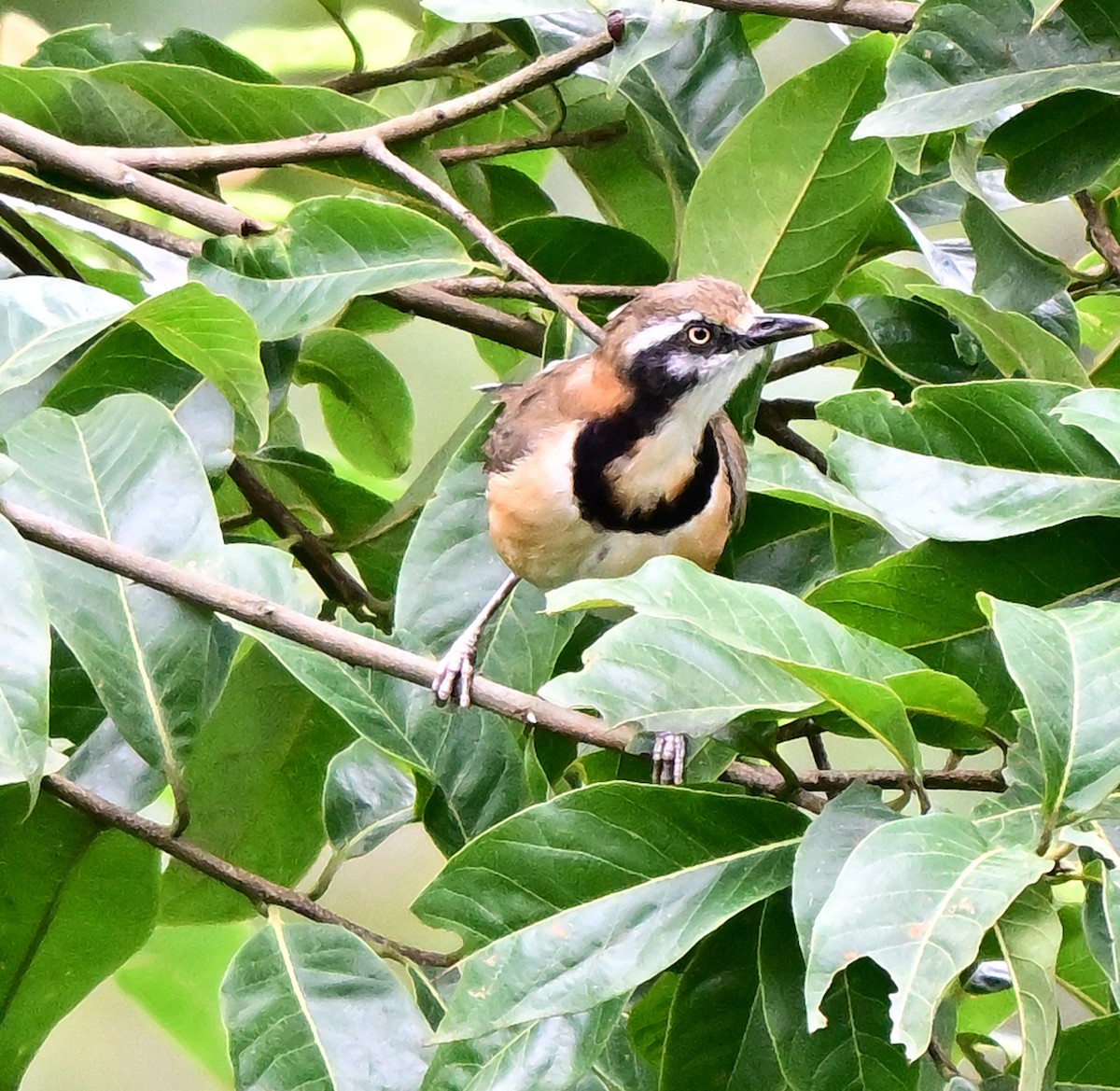Lesser Necklaced Laughingthrush - ML642202621