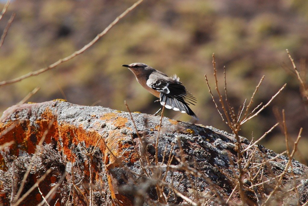 Patagonian Mockingbird - ML642202676
