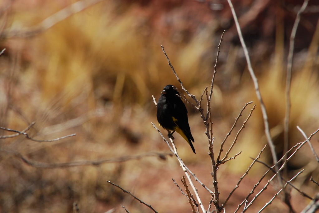 Black Siskin - ML642202682