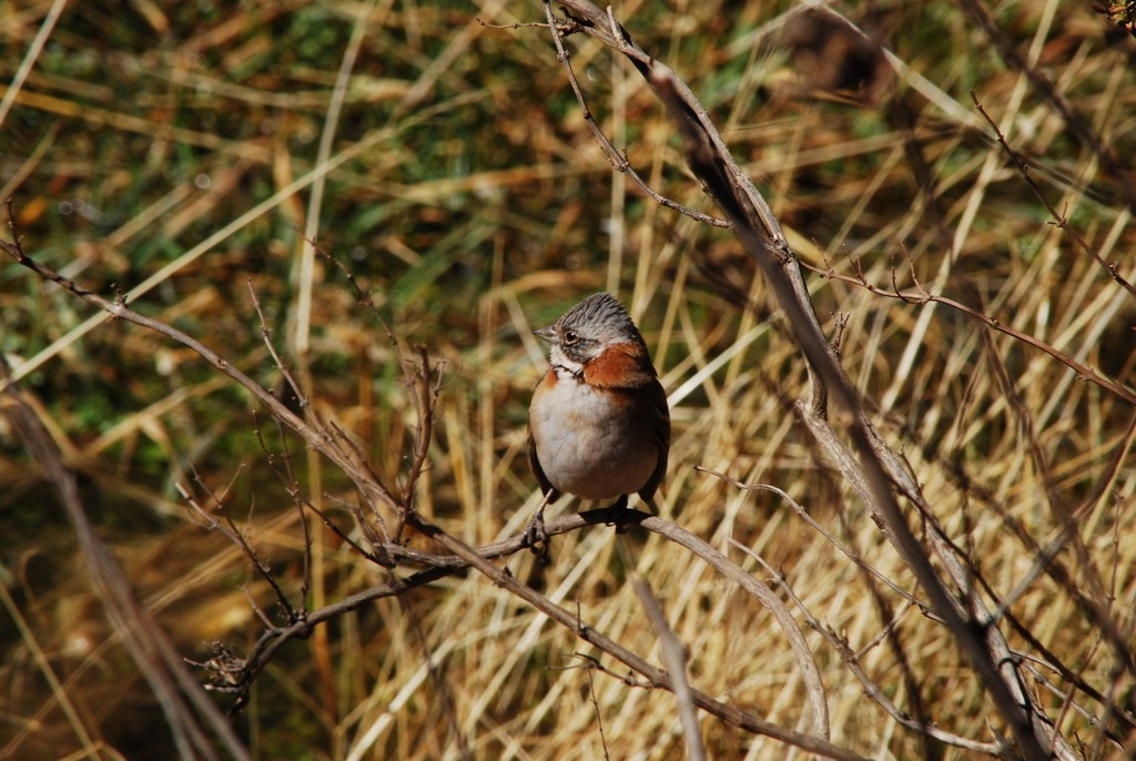 Rufous-collared Sparrow - ML642202686