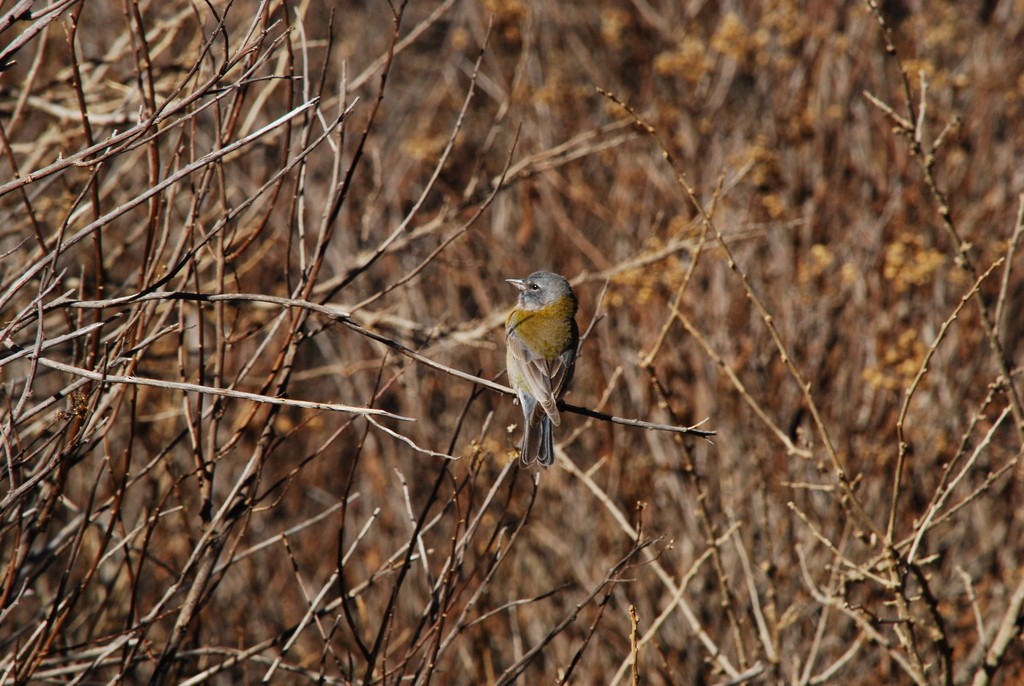 Gray-hooded Sierra Finch - ML642202687