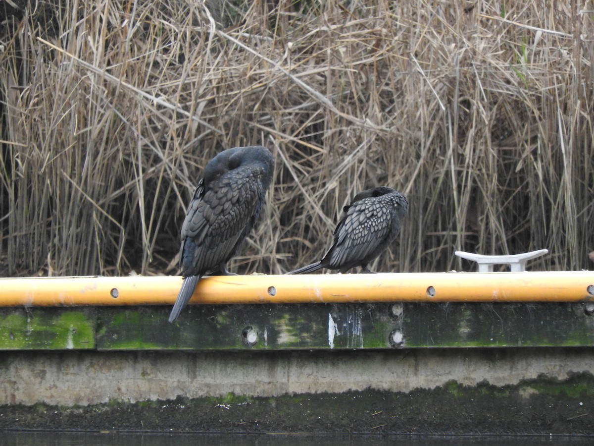 Kormoran - ML642202753