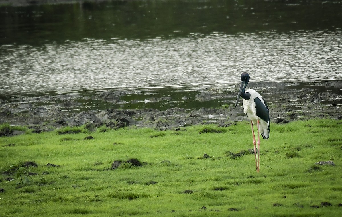 svarthalsstork - ML642202771