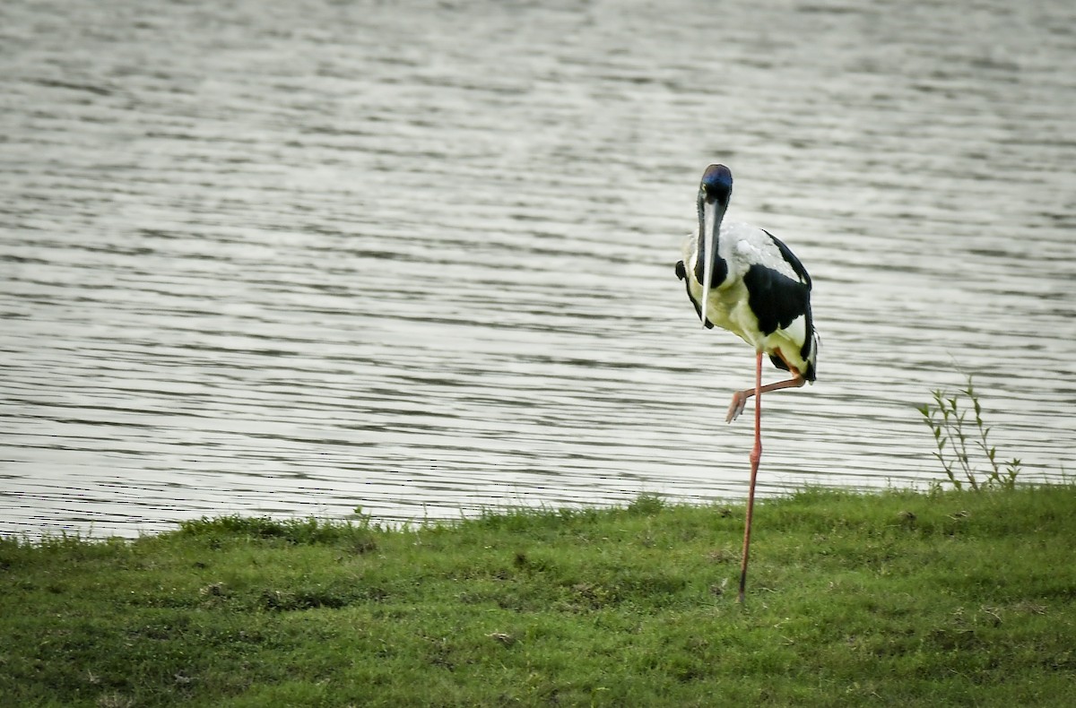svarthalsstork - ML642202772