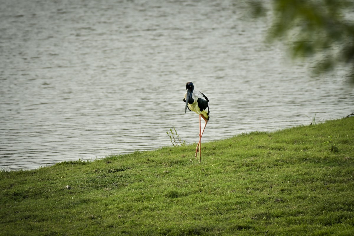 svarthalsstork - ML642202773