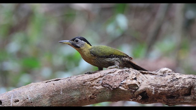 Laced Woodpecker - ML642202797