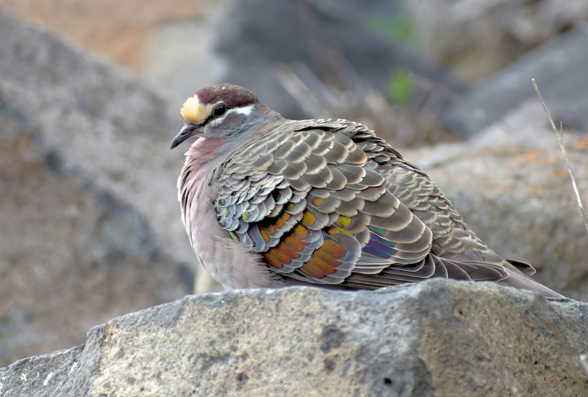 Common Bronzewing - ML642202801