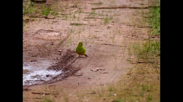 Elegant Parrot - ML642202804