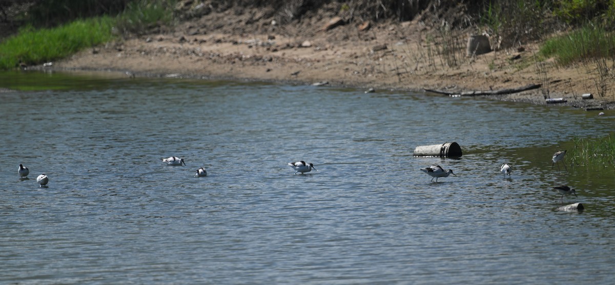 Pied Avocet - ML642202808