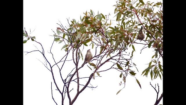 Brown-headed Honeyeater - ML642202809