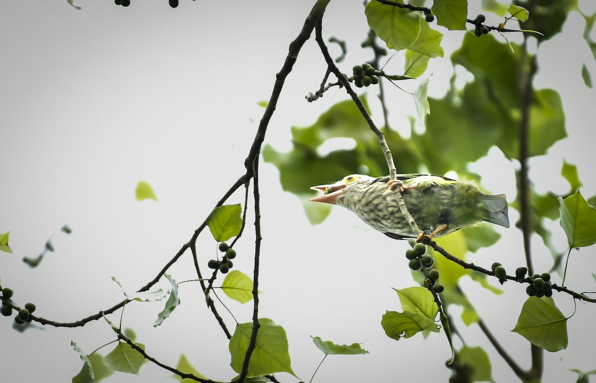 Lineated Barbet - ML642202811