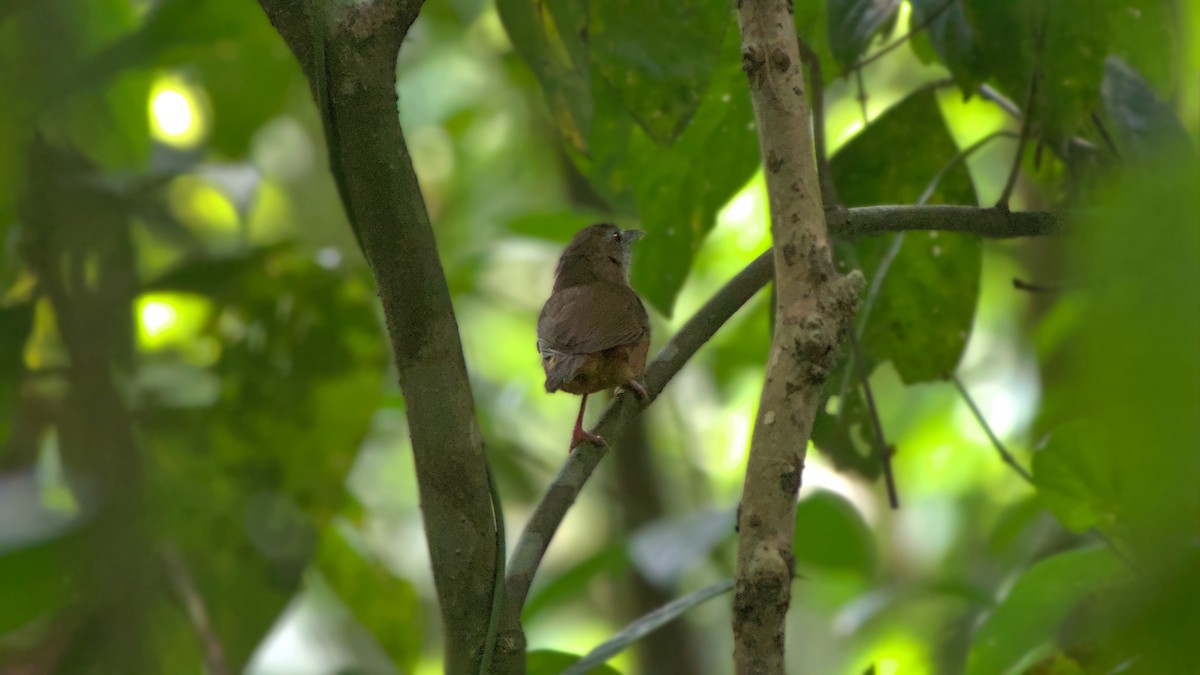 Abbott's Babbler - ML642202815