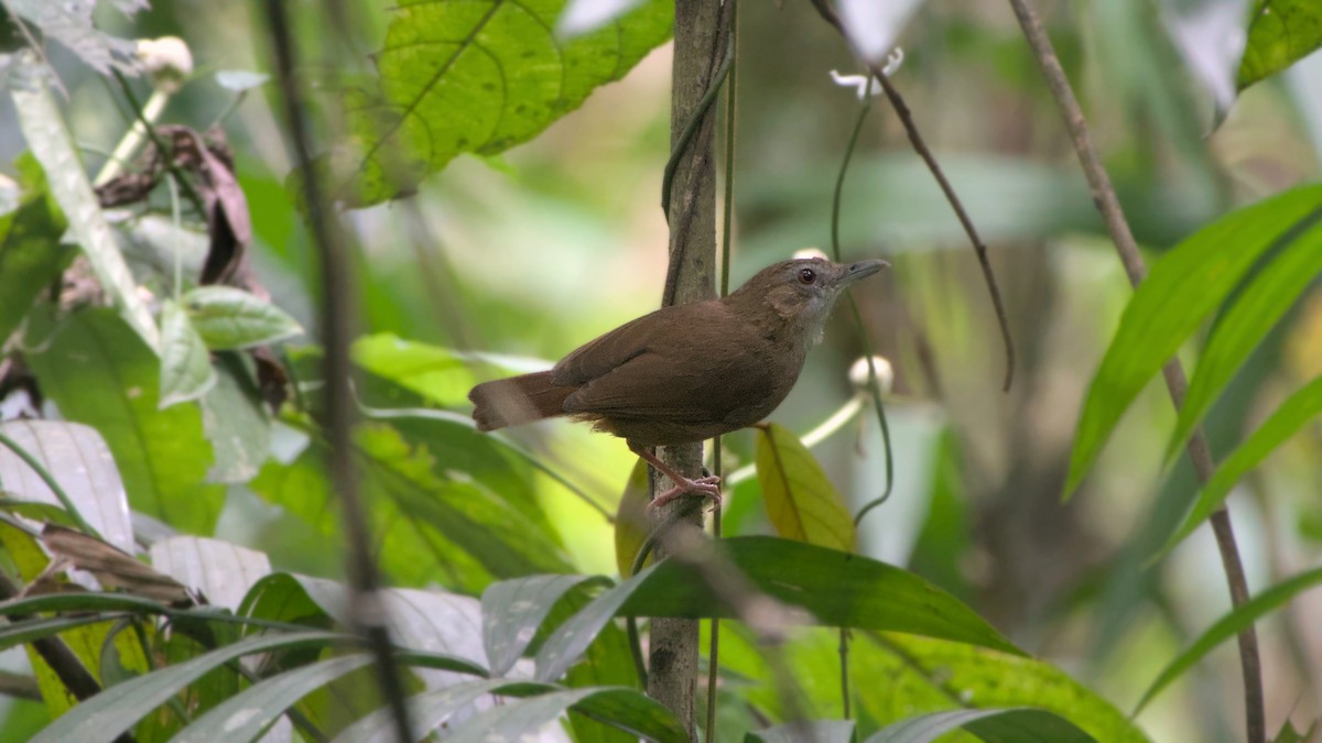 Abbott's Babbler - ML642202817