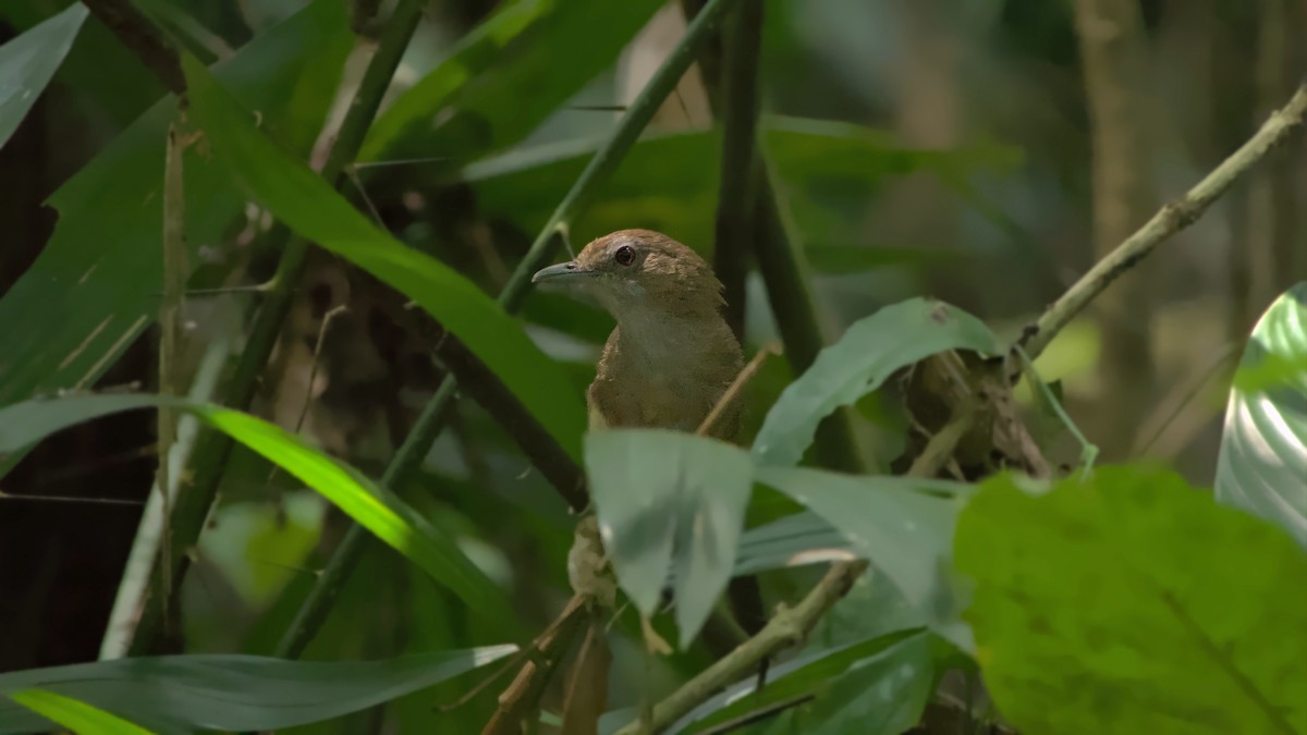 Abbott's Babbler - ML642202818