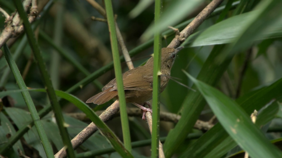 Abbott's Babbler - ML642202823