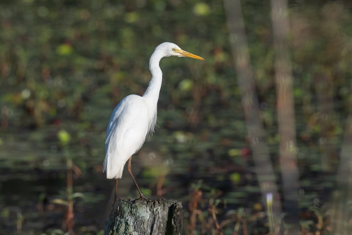 Plumed Egret - ML642202830