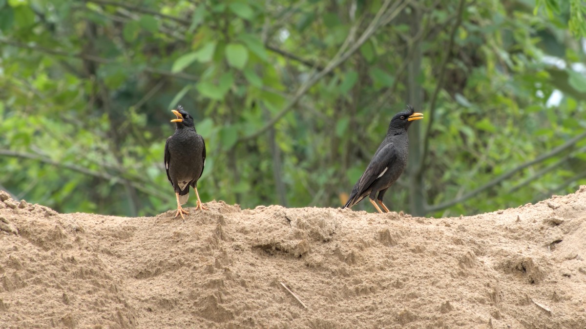 Great Myna - ML642202832