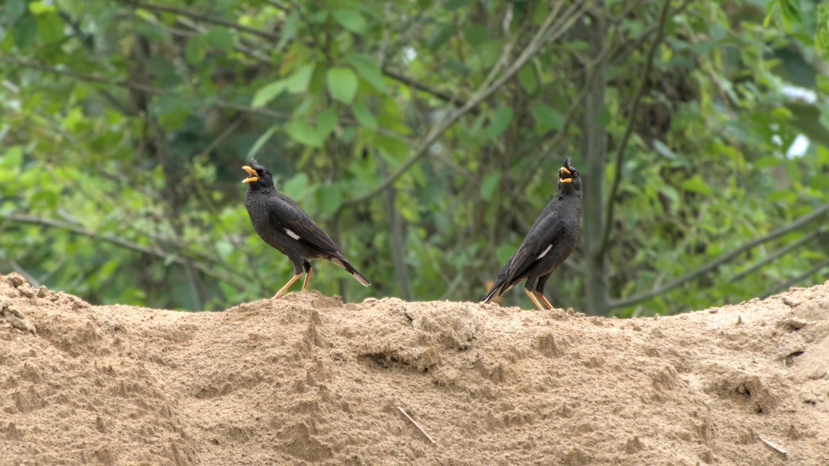 Great Myna - ML642202833