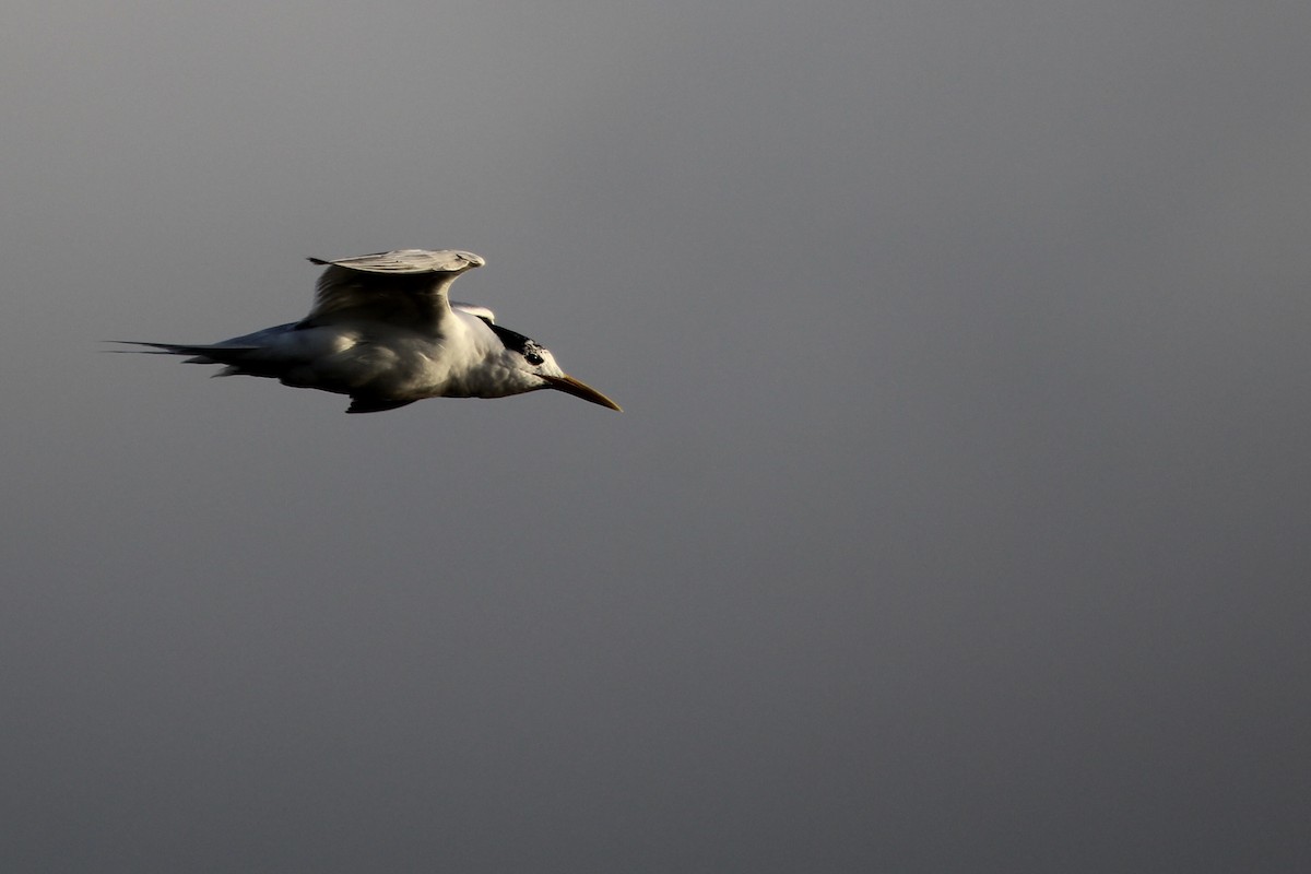 Sandwich Tern (Eurasian) - ML642202863