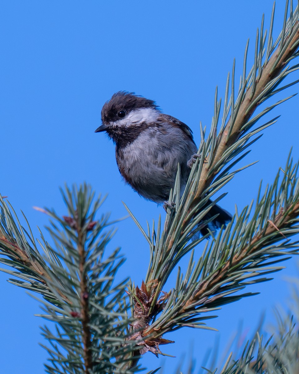 Chestnut-backed Chickadee - ML642202872