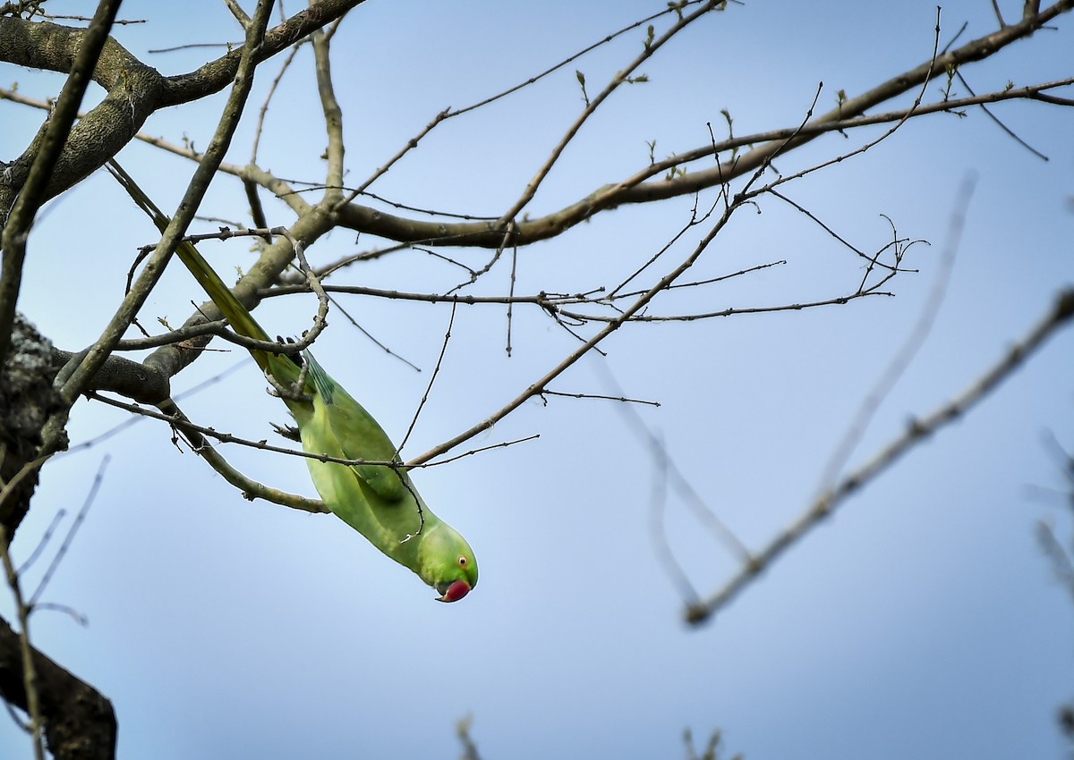 Rose-ringed Parakeet - ML642202875